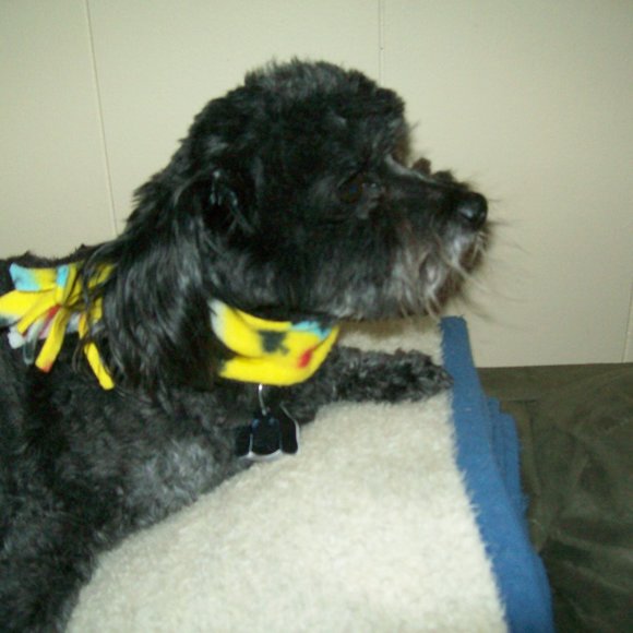 🔴 - 12" dog/cat muffler/scarf - Picture 6 of 7